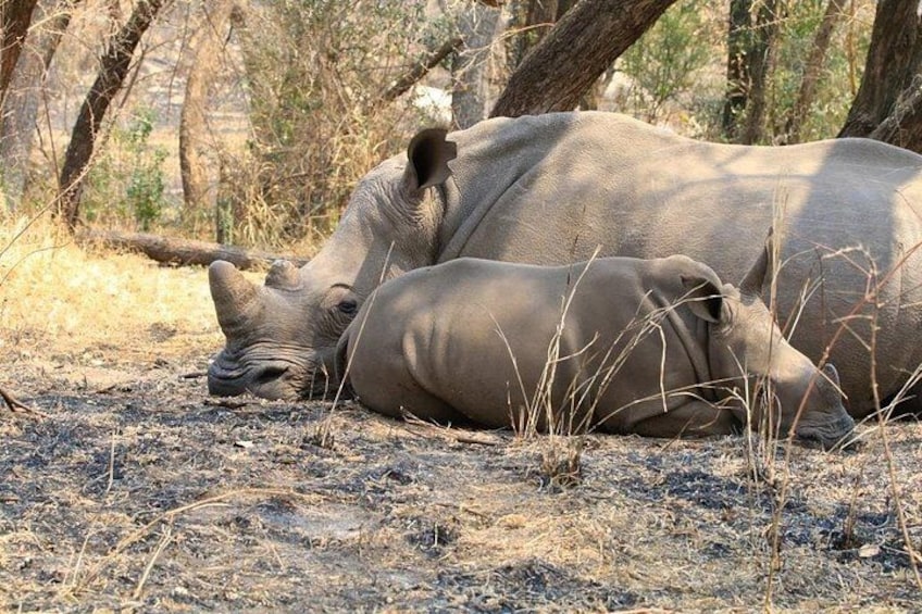Two rhinos resting under a tree in a dry, grassy area. 4