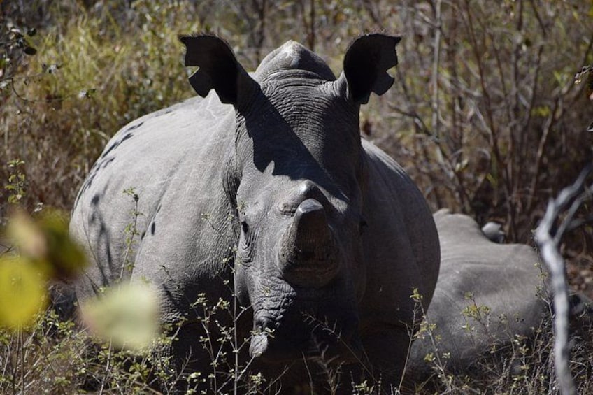 A rhinoceros in a natural habitat with dry vegetation and trees. 5