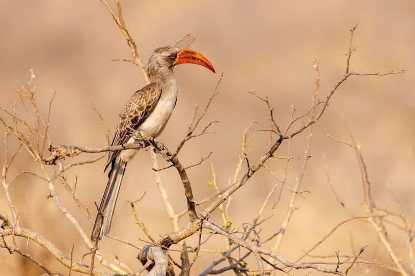 A bird with a long beak perched on a branch. 3