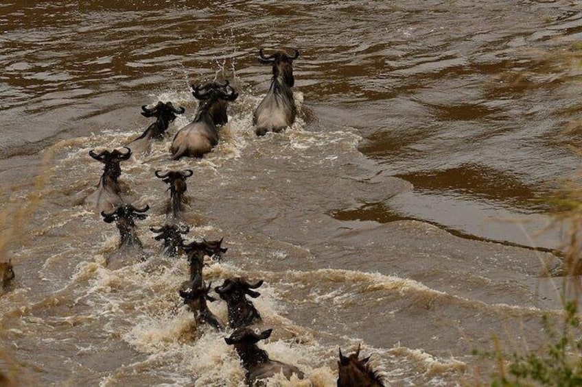Wildebeests wading through a muddy river. 4