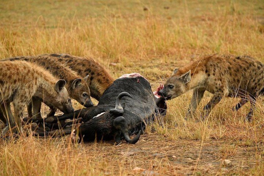 Hyenas feeding on a carcass in a grassy field. 2
