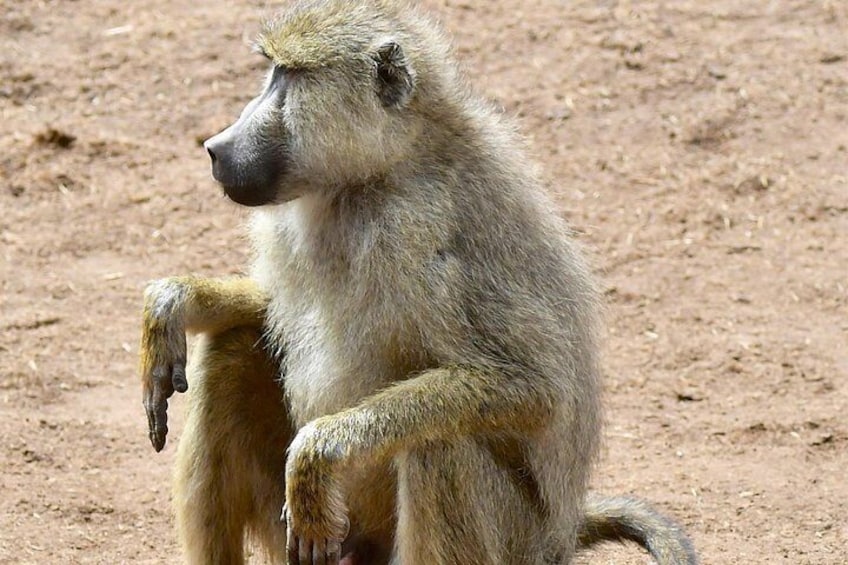 A monkey sitting on the ground. 5