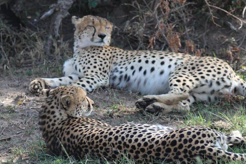 Two cheetahs resting on the ground with sparse vegetation and dry grass around them. 3