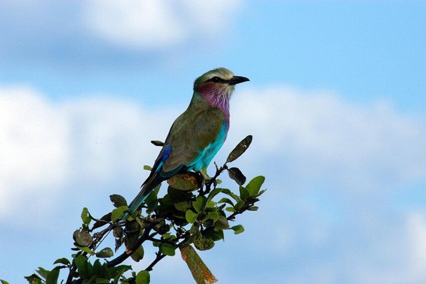 A bird perched on a branch with a clear blue sky in the background. 2