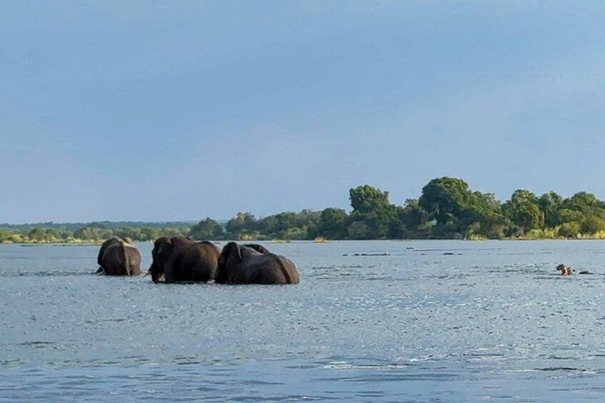 Elephants in water, a person swimming, and a distant tree line. 5