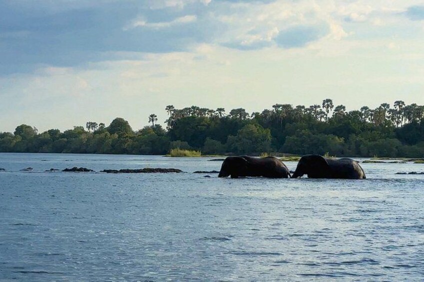 Two elephants in a body of water with a forested shoreline in the background. 3