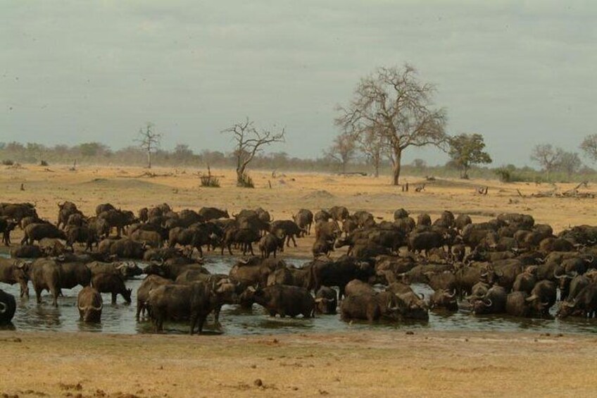 A herd of buffalo drinking water in a dry, open landscape with sparse trees. 1
