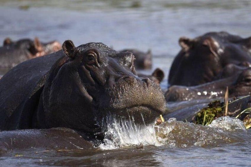 A hippopotamus partially submerged in water with its mouth open, likely vocalizing. 3