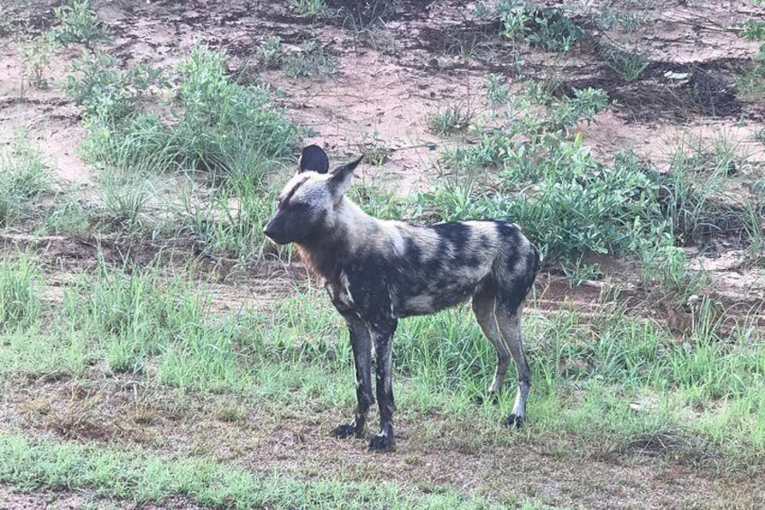A wild dog standing in a grassy area with sparse vegetation and a dirt path in the background. 5