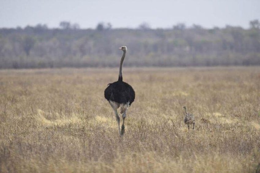 An ostrich walking in a dry grassland with sparse vegetation and a distant tree line. 2