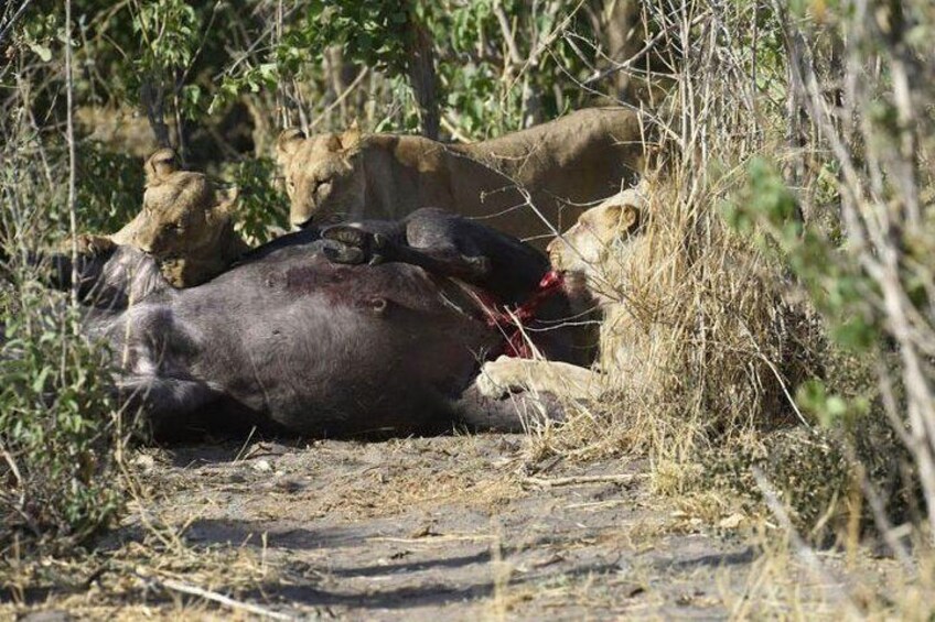 A buffalo with blood on the ground, surrounded by dry grass and trees. 4