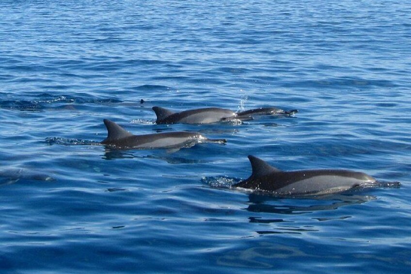 Catamaran Cruise to Ile Aux Bénitiers: Dolphin watch, Crystal Rock & Transfer 3