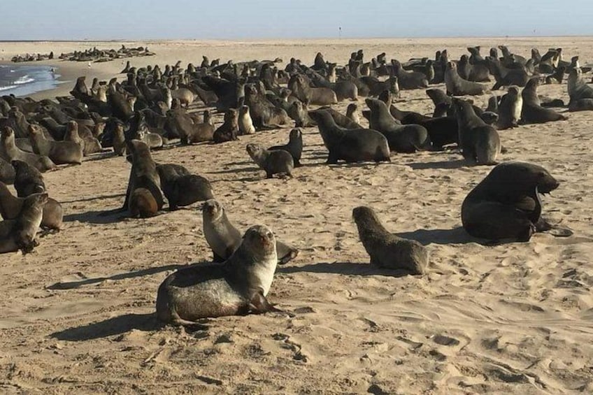 Eine große Gruppe Robben an einem sandigen Strand, im Hintergrund der Ozean. 3