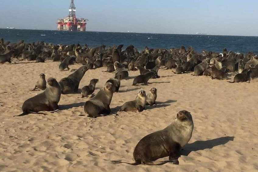 Ein Strand mit zahlreichen Robben, die sich im Sand ausruhen, und einer Offshore-Plattform im Hintergrund. 5