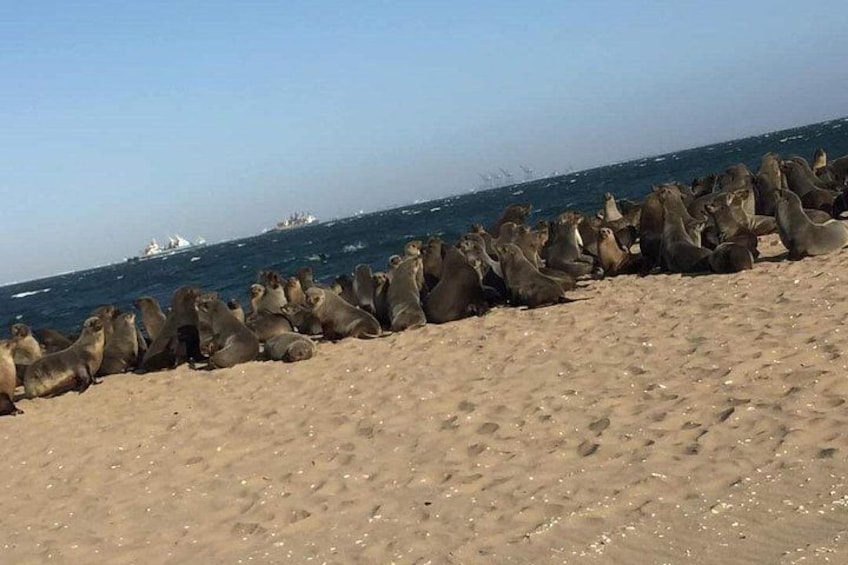 Eine große Gruppe Seelöwen an einem Sandstrand, im Hintergrund Ozean und Schiffe. 2