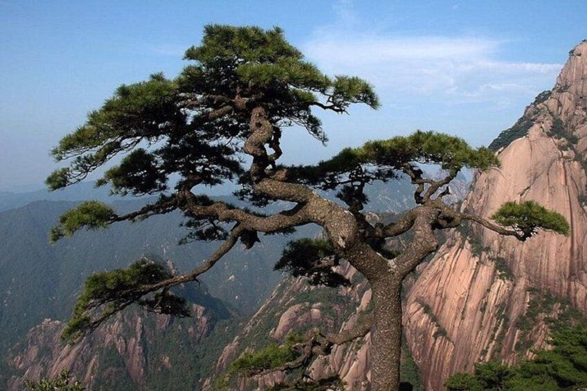 A solitary pine tree with a twisted trunk and branches, set against a mountainous backdrop. 1
