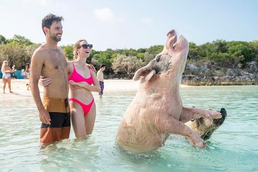Un cerdo de pie en agua poco profunda con gente cerca. 5