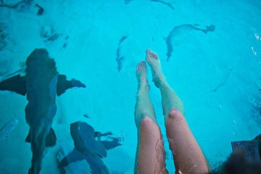 Una persona de pie en una piscina con los pies en el agua, un delfín nadando cerca. 4