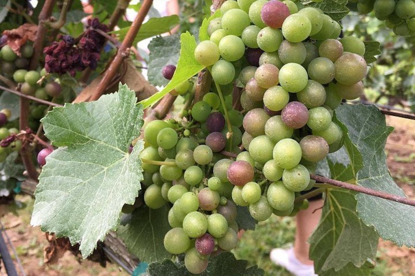 Get up close with the grapes on the vineyard 3