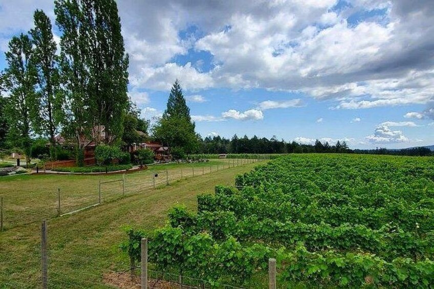 The beautiful vineyards in Cowichan Valley - Victorias wine country 2