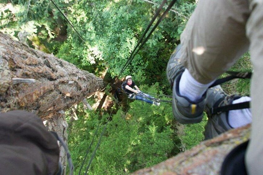Tree Canopy Climbing on Lopez Island 3