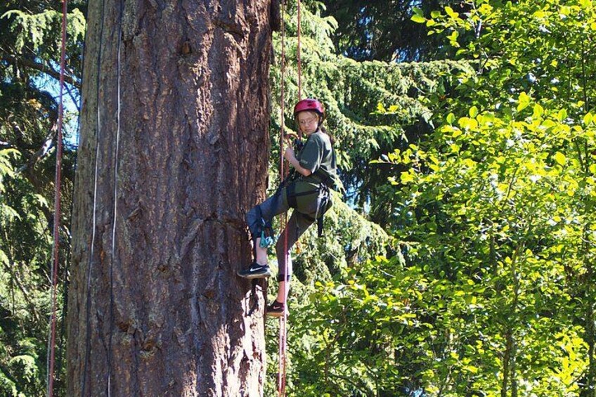 old growth tree in respective 4