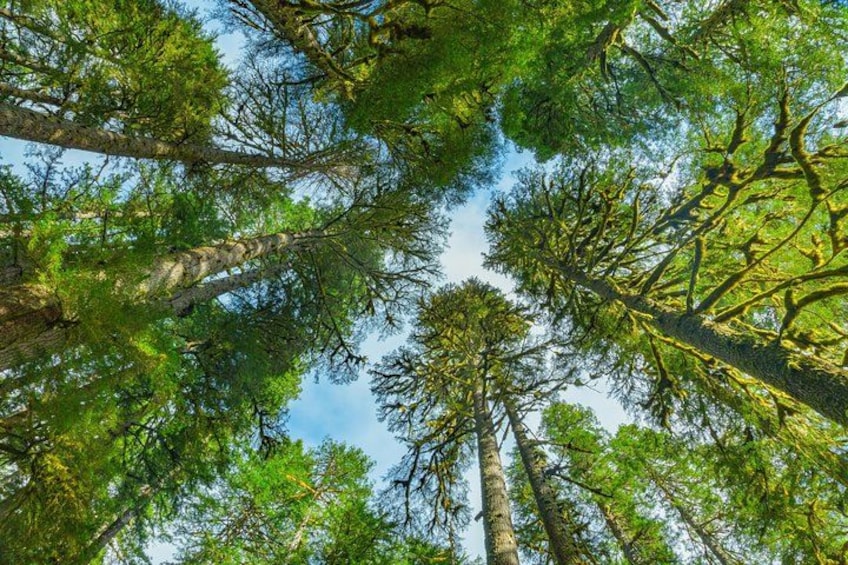 A forest with tall trees and a clear sky. 3