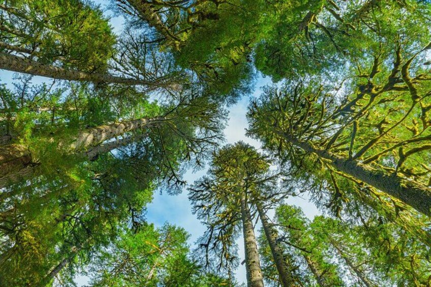 Sol Duc old growth forest 5