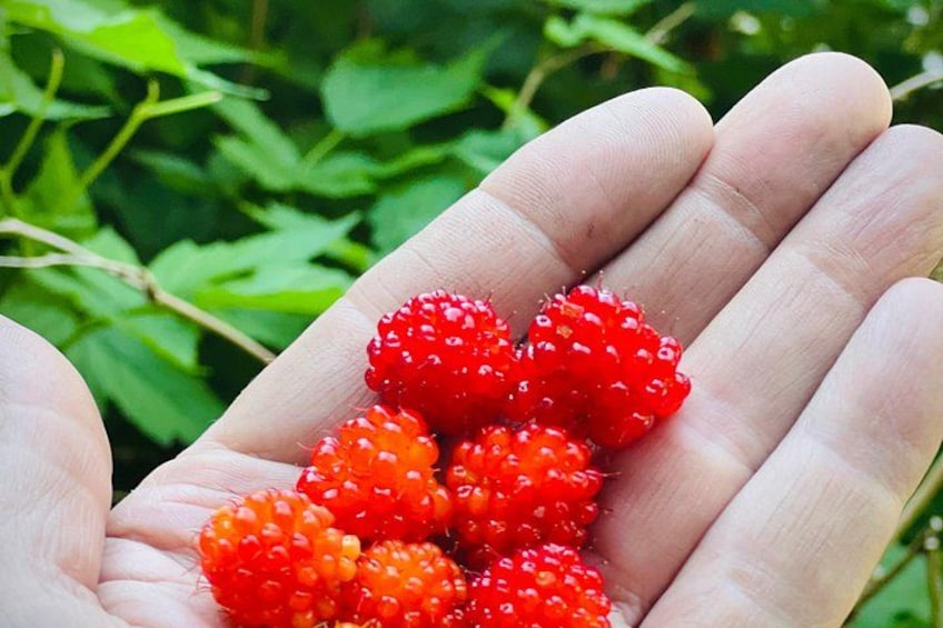 Eine Hand hält mehrere rote Beeren. 3