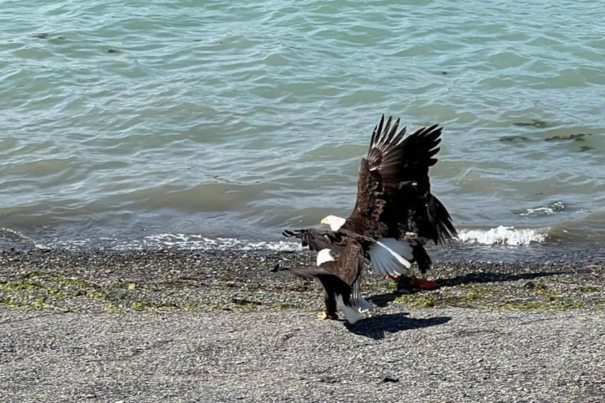 Ein Vogel setzt auf felsigem Ufer in der Nähe des Wassers auf. 5
