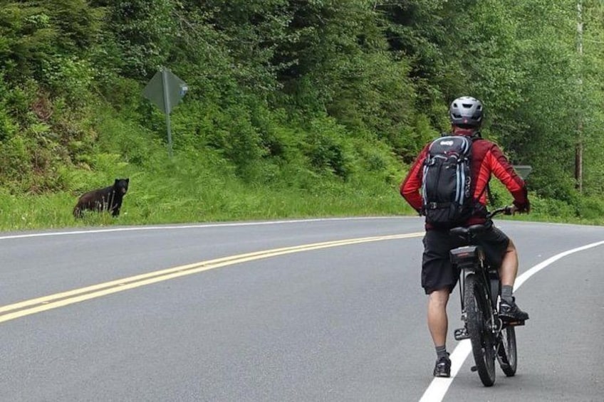 Resident black bear along the route. 2