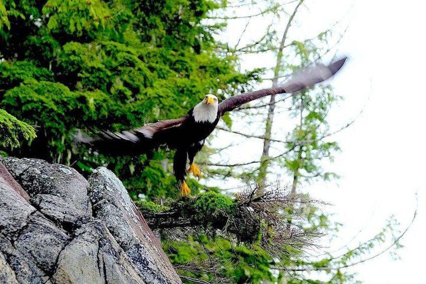 Bald Eagle along our hike. 2