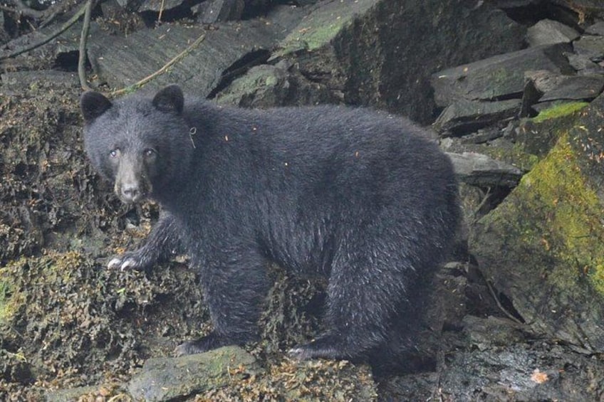 Ketchikan 3