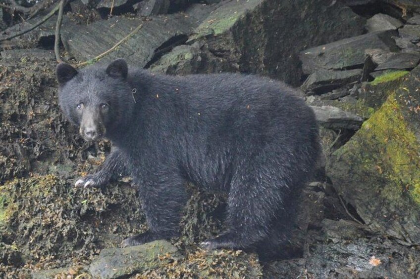 Ketchikan 2