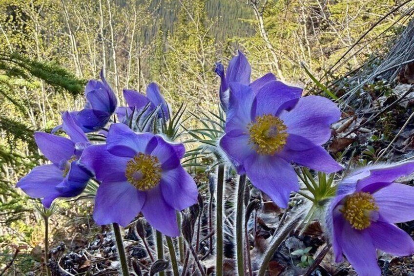 Purple flowers with yellow centers in a natural setting. 3