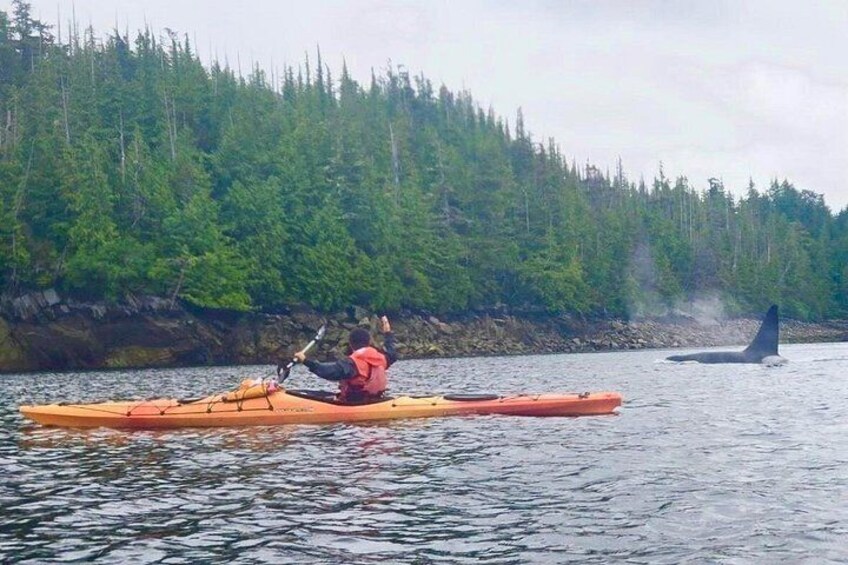 Killer Whale and Kayak Guide. 5