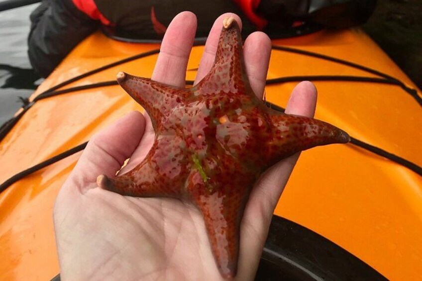 Leather Star. 2