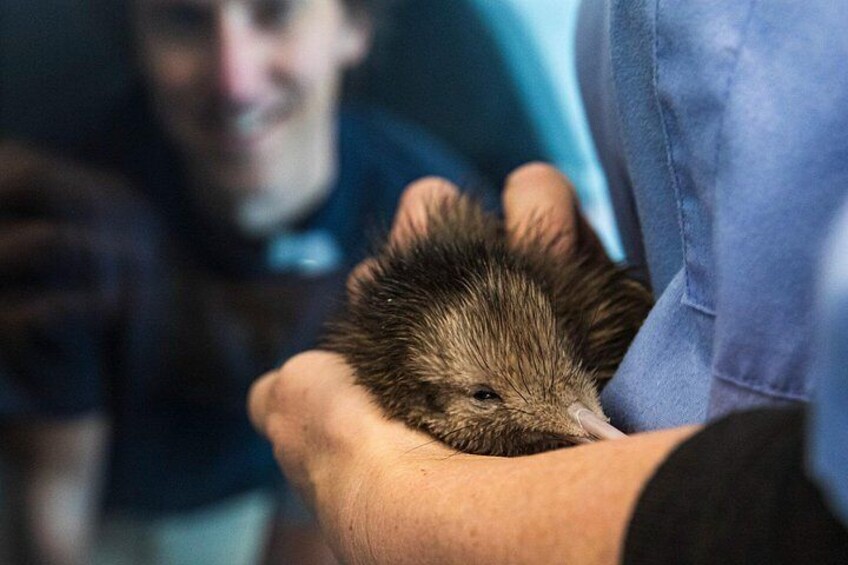 National Kiwi Hatchery - Kiwi Encounter Guided Tour 1