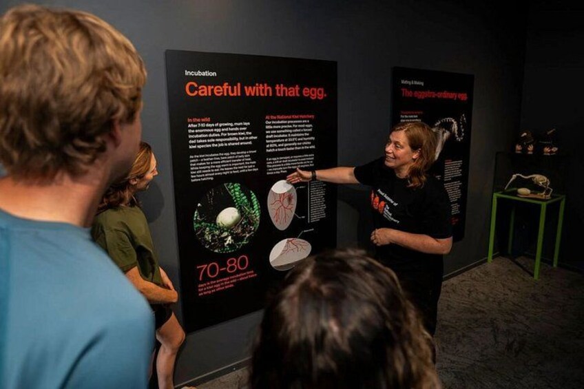 National Kiwi Hatchery - Kiwi Encounter Guided Tour 2