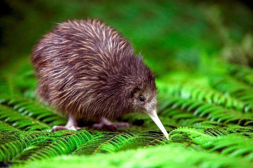 National Kiwi Hatchery - Kiwi Encounter Guided Tour 4