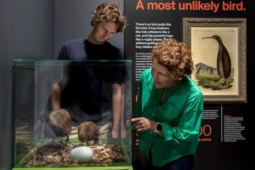 National Kiwi Hatchery - Kiwi Encounter Guided Tour 5
