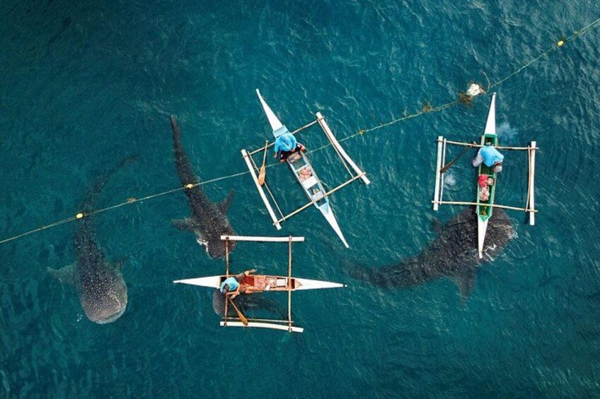 Oslob Whaleshark with Sumilon Island 3