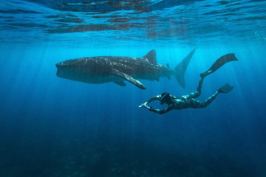 Oslob Whaleshark with Sumilon Island 2