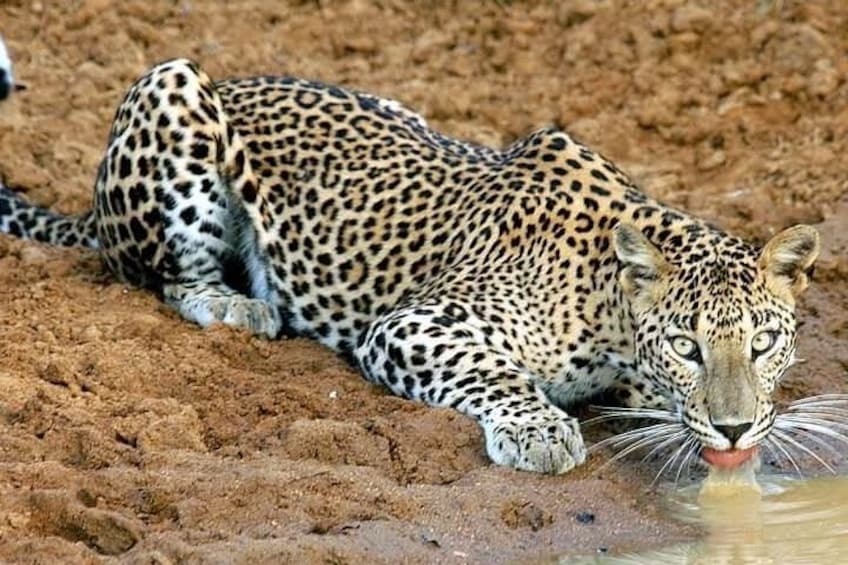 Half Day Safari at Yala National Park with Lunch from Kalutara / Bentota 3