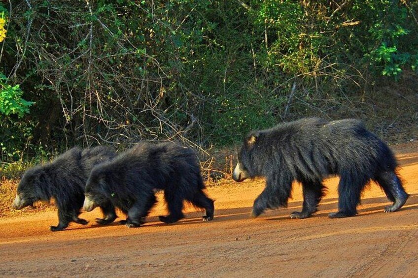 Half Day Safari at Yala National Park with Lunch from Kalutara / Bentota 5