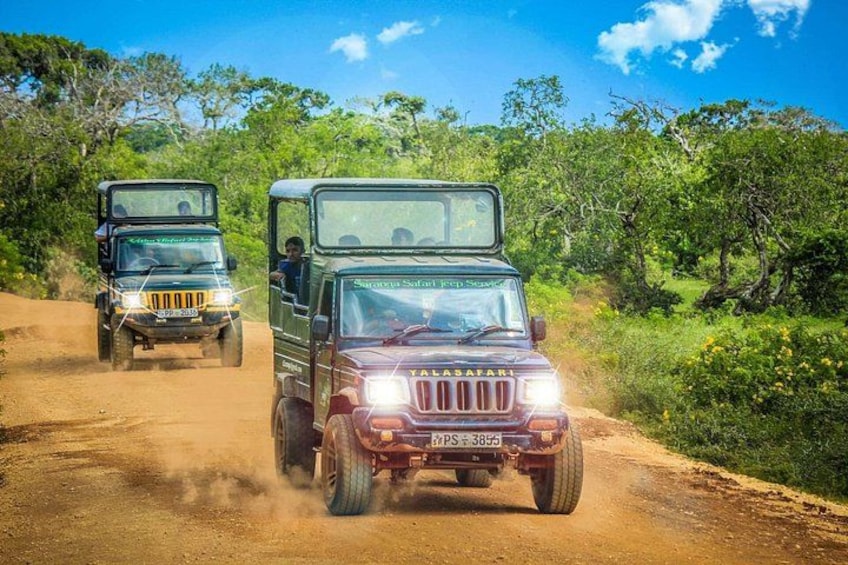 Half Day Safari at Yala National Park with Lunch from Kalutara / Bentota 2