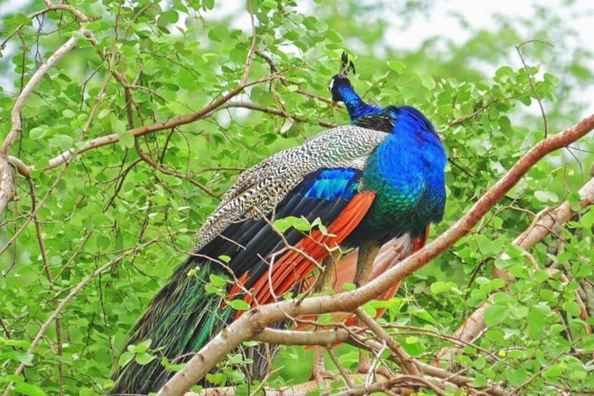 Half Day Safari at Yala National Park with Lunch from Kalutara / Bentota 4