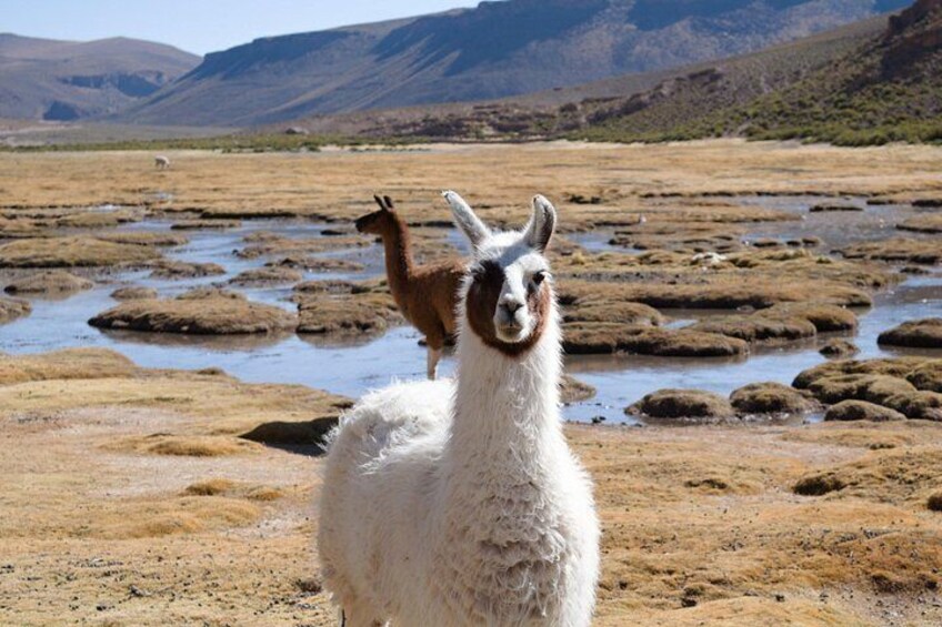 En lama i ett torrt, stenigt landskap med ett bergskedja i fjärran. 5