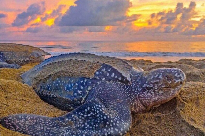 Matura Leatherback Eco-Experience 3