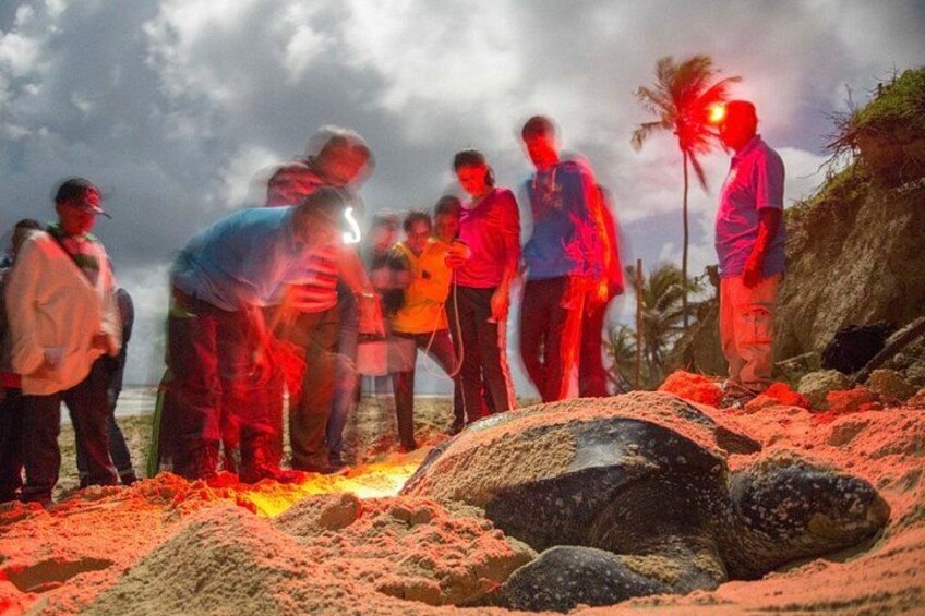 Matura Leatherback Eco-Experience 4